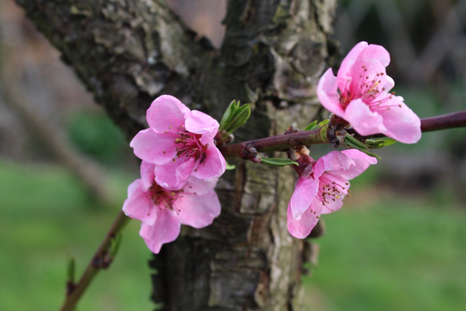Canon EOS 1200D (EOS Rebel T5 / EOS Kiss X70 / EOS Hi) sample photo. Peach, fruit trees, spring photography