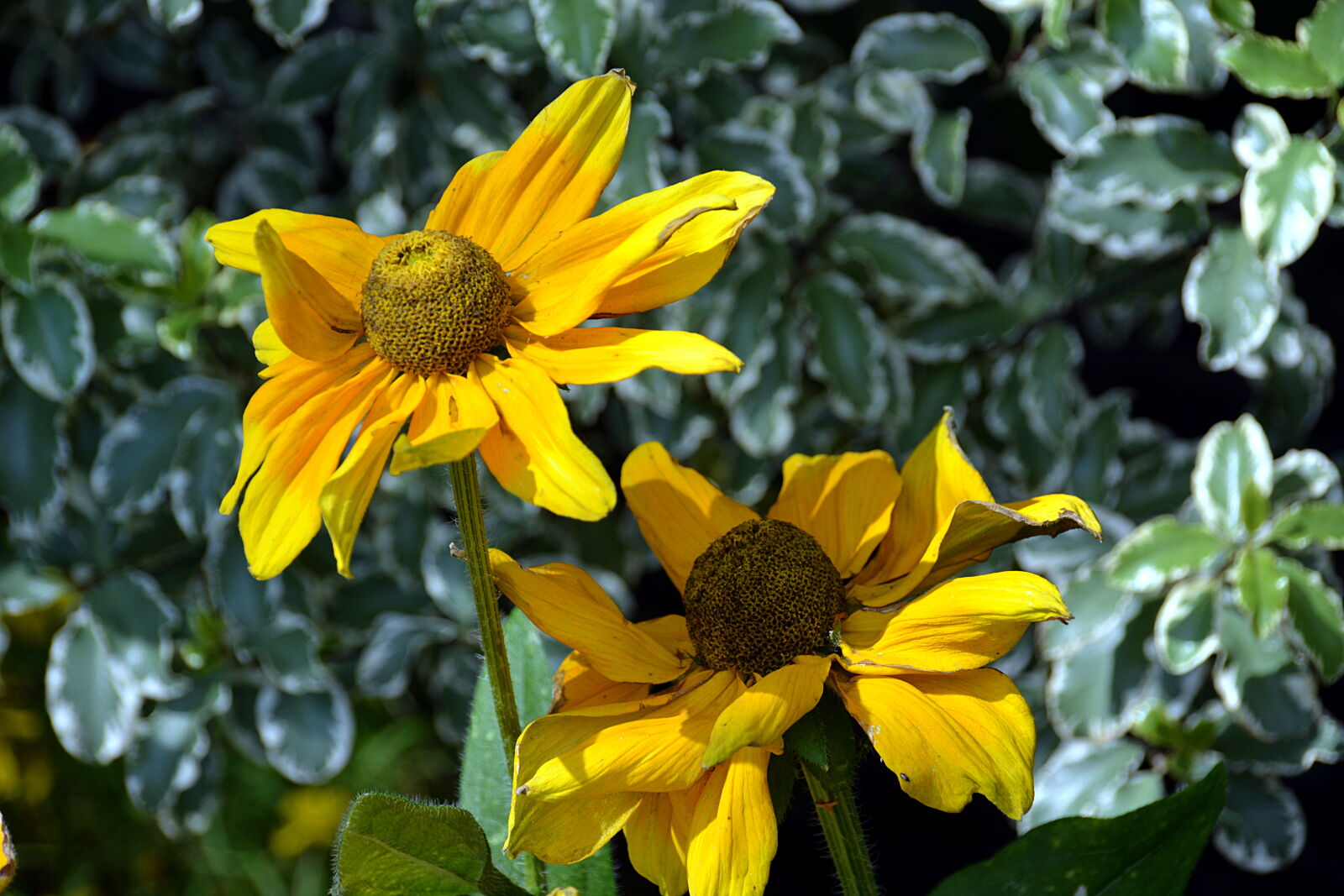 Nikon D5200 + Sigma 18-250mm F3.5-6.3 DC Macro OS HSM sample photo. Botanique, fleur, fleur, jaune photography