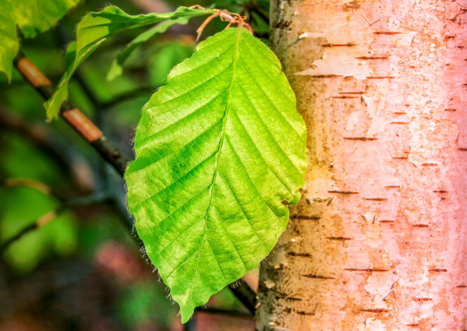 Canon EOS 60D sample photo. Leaf, nature, plant photography
