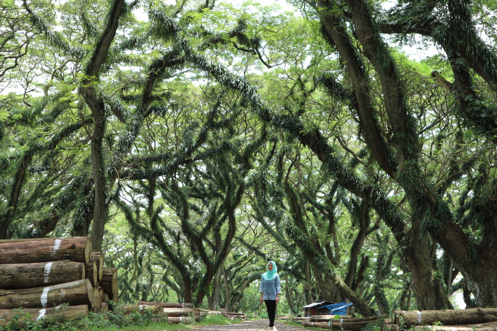 Canon EOS M10 sample photo. Jawatan, nature, tree photography