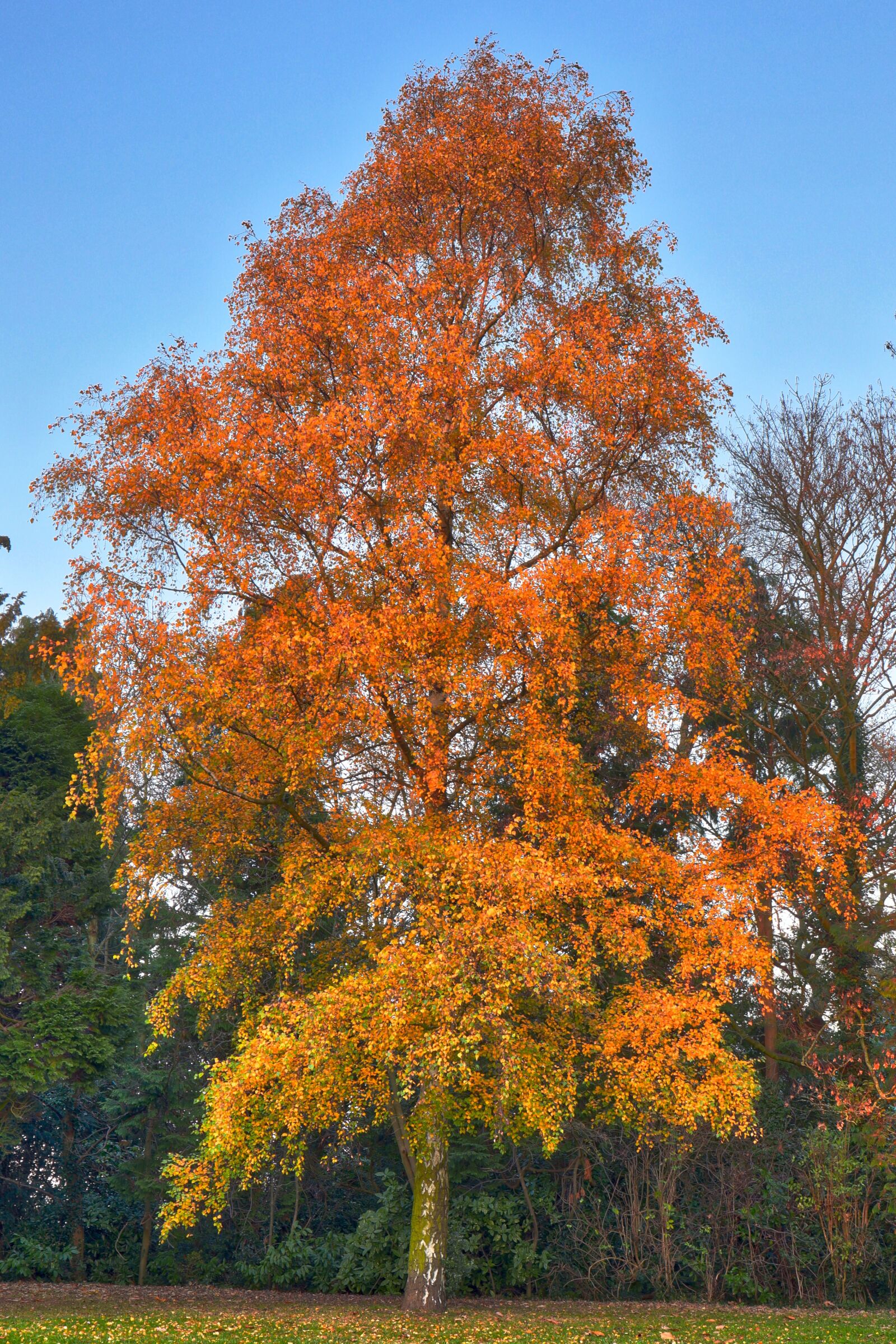 Canon EF 24-70mm F4L IS USM sample photo. Birch tree, autumn, birch photography