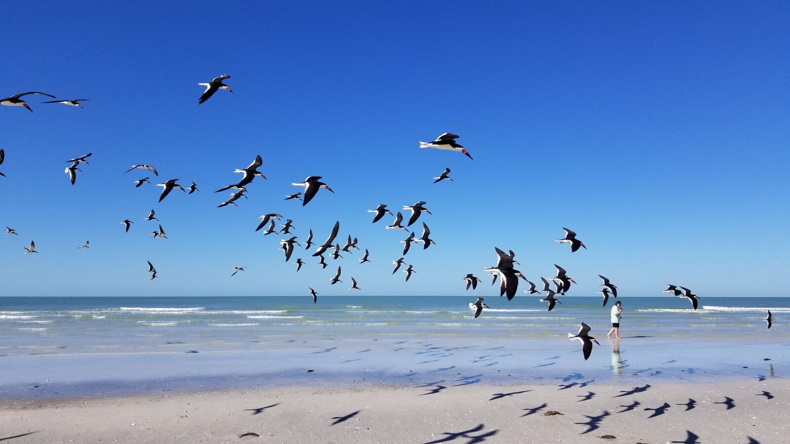 Samsung Galaxy S8 sample photo. Seagull, beach, bird photography