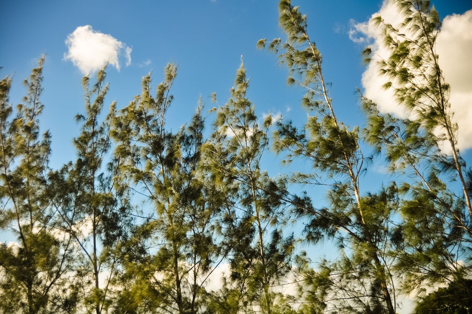 Nikon D5000 sample photo. Eucalyptus, trees, green photography