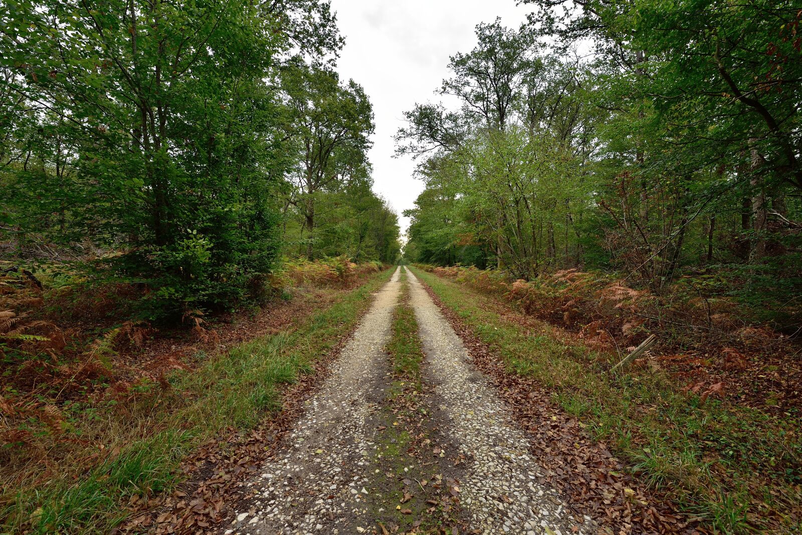 Nikon D750 sample photo. Path, green, landscape photography