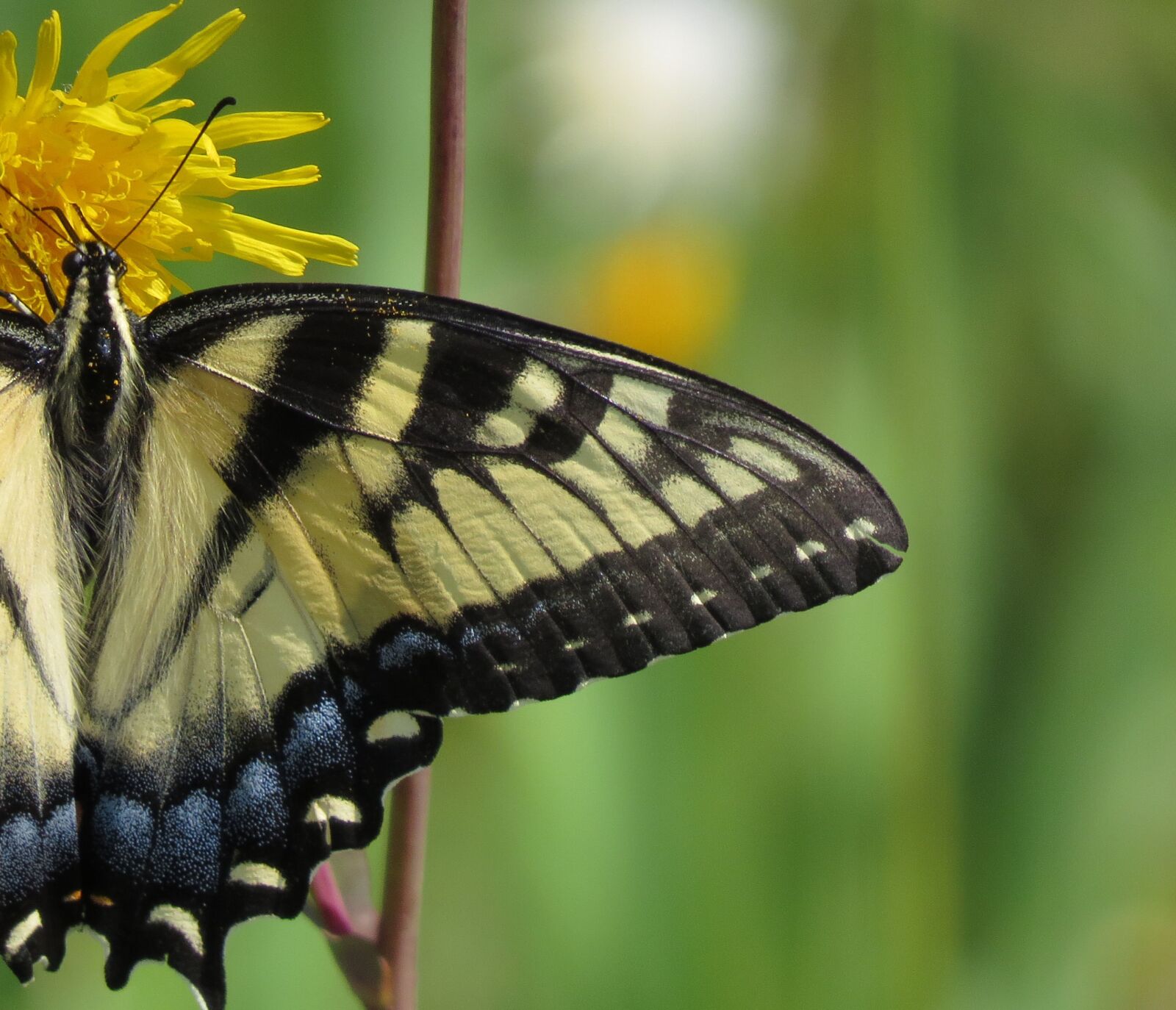 Canon PowerShot SX50 HS sample photo. Butterfly, nature, insect photography