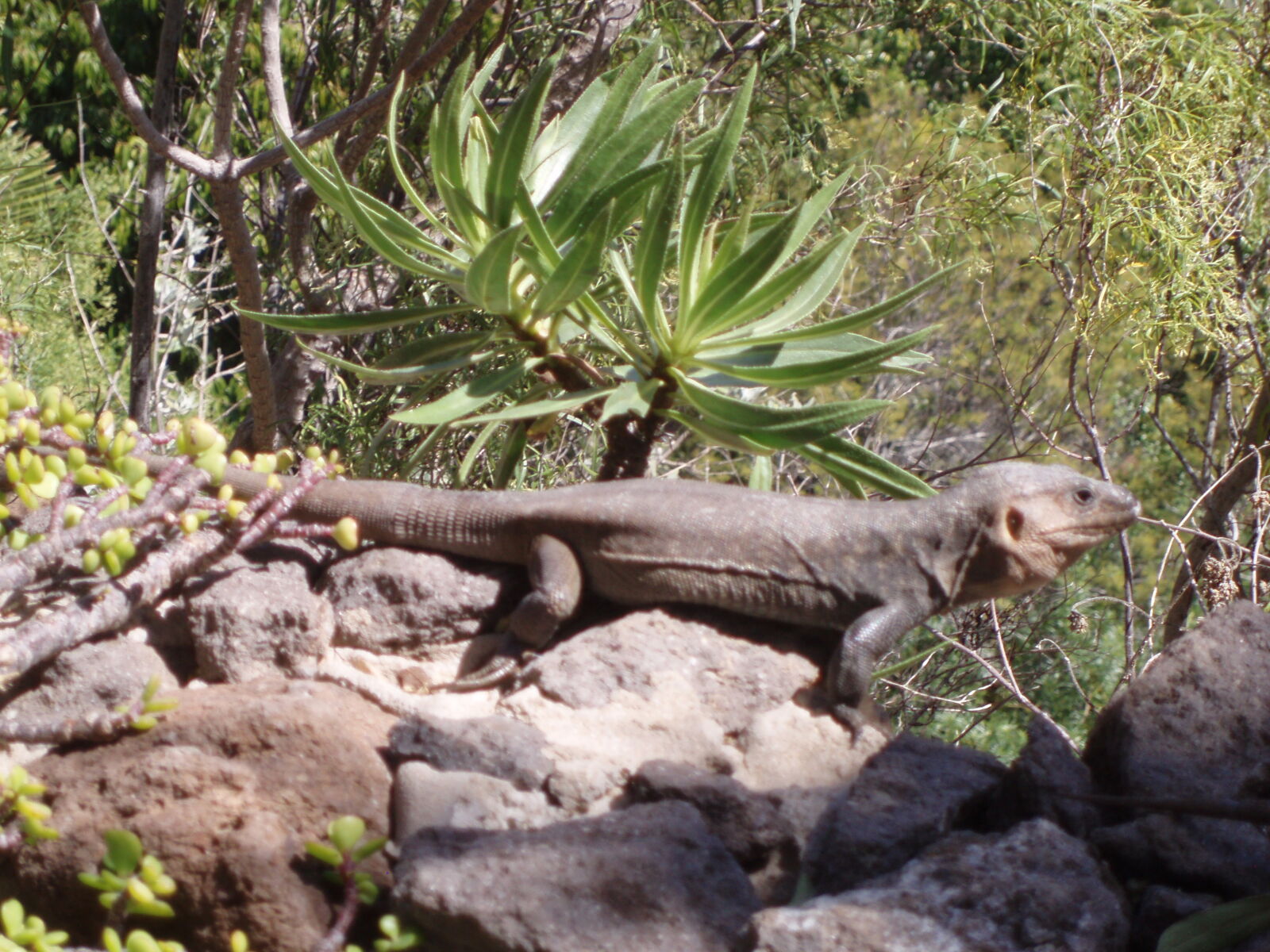 Olympus u700,S700 sample photo. Lizzard photography