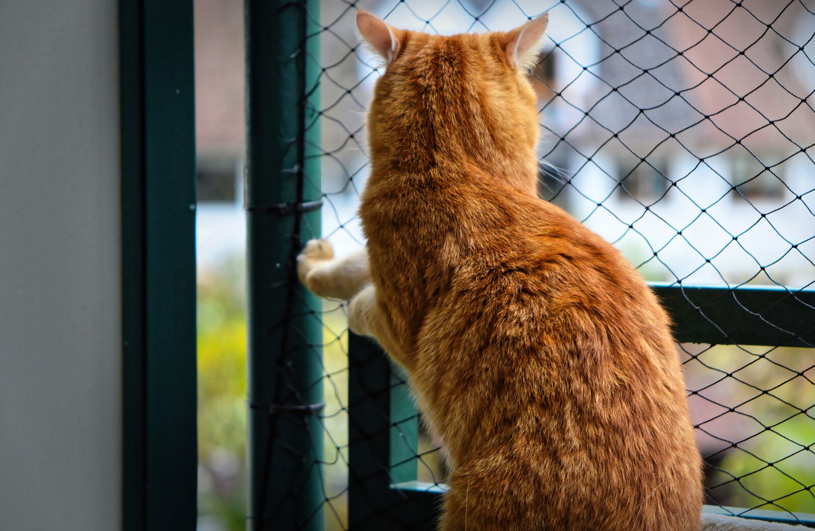 Nikon D3200 sample photo. Cat, cat power, security photography