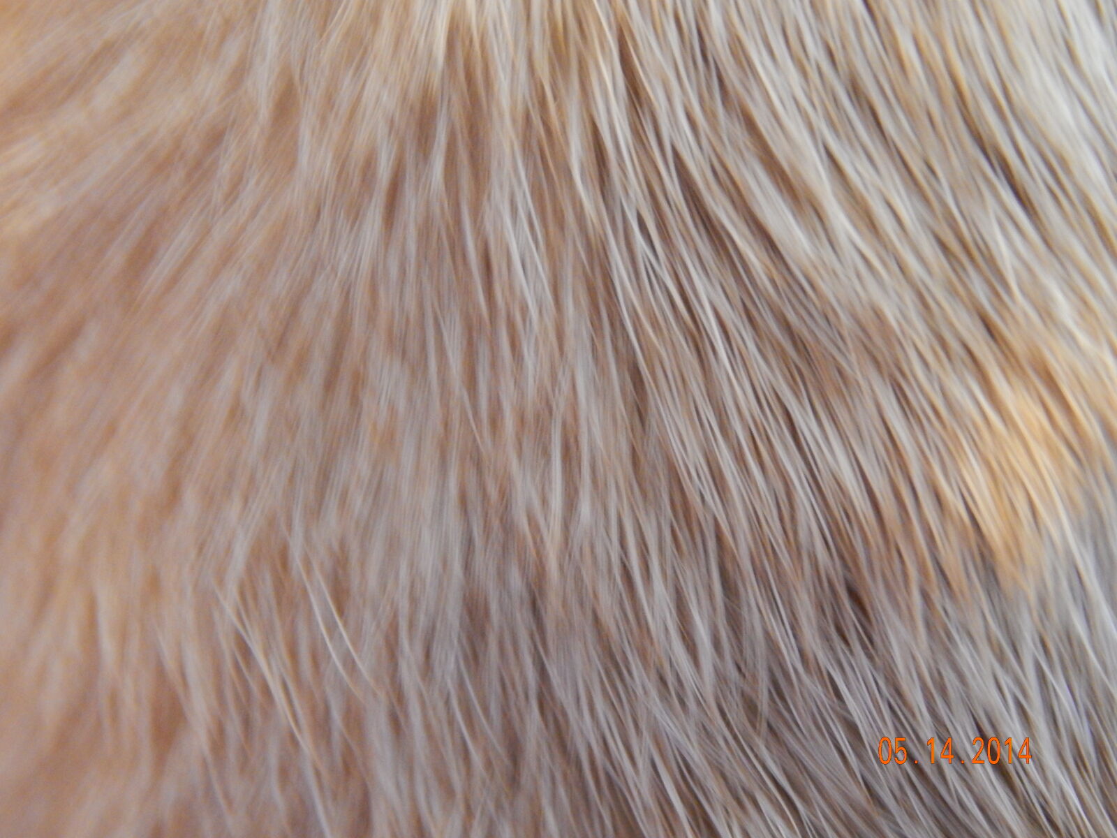 Nikon Coolpix L820 sample photo. Dog, fur, coat, fur photography