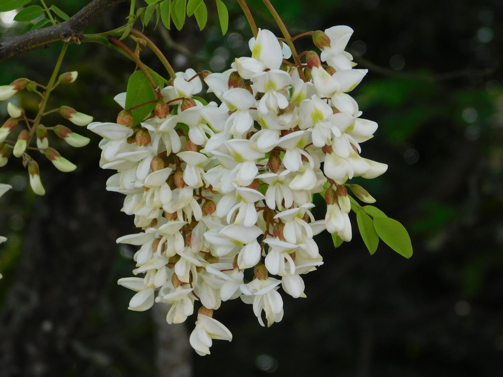 Nikon Coolpix L840 sample photo. Flower, white, tree photography