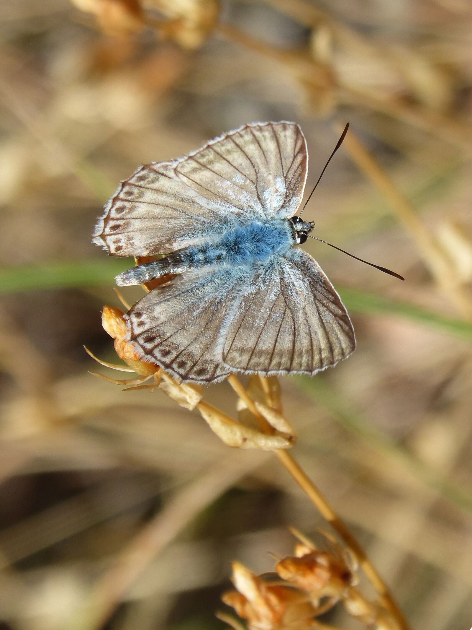 Panasonic DMC-FZ62 sample photo. Butterfly, hispanic polyommatus, blue photography