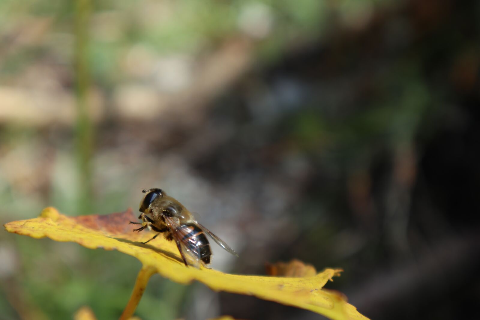 Canon EOS M100 sample photo. Bee, nature, insect photography