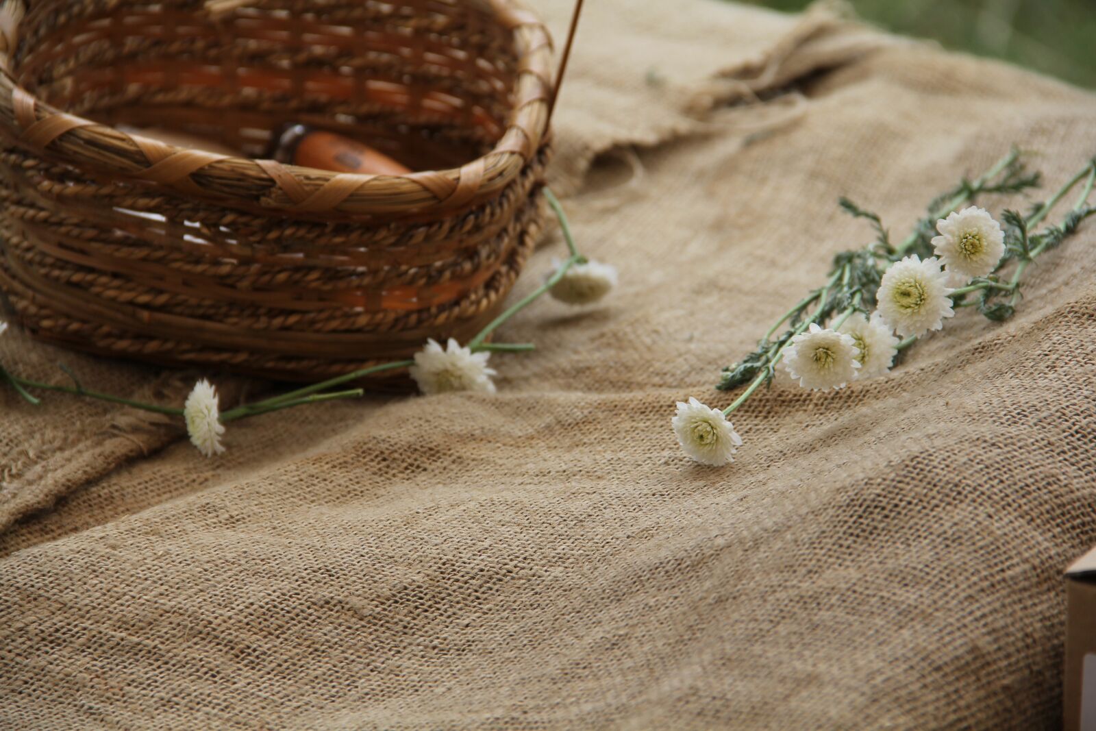 Canon EF-S 18-135mm F3.5-5.6 IS sample photo. Chamomile, basket, nature photography