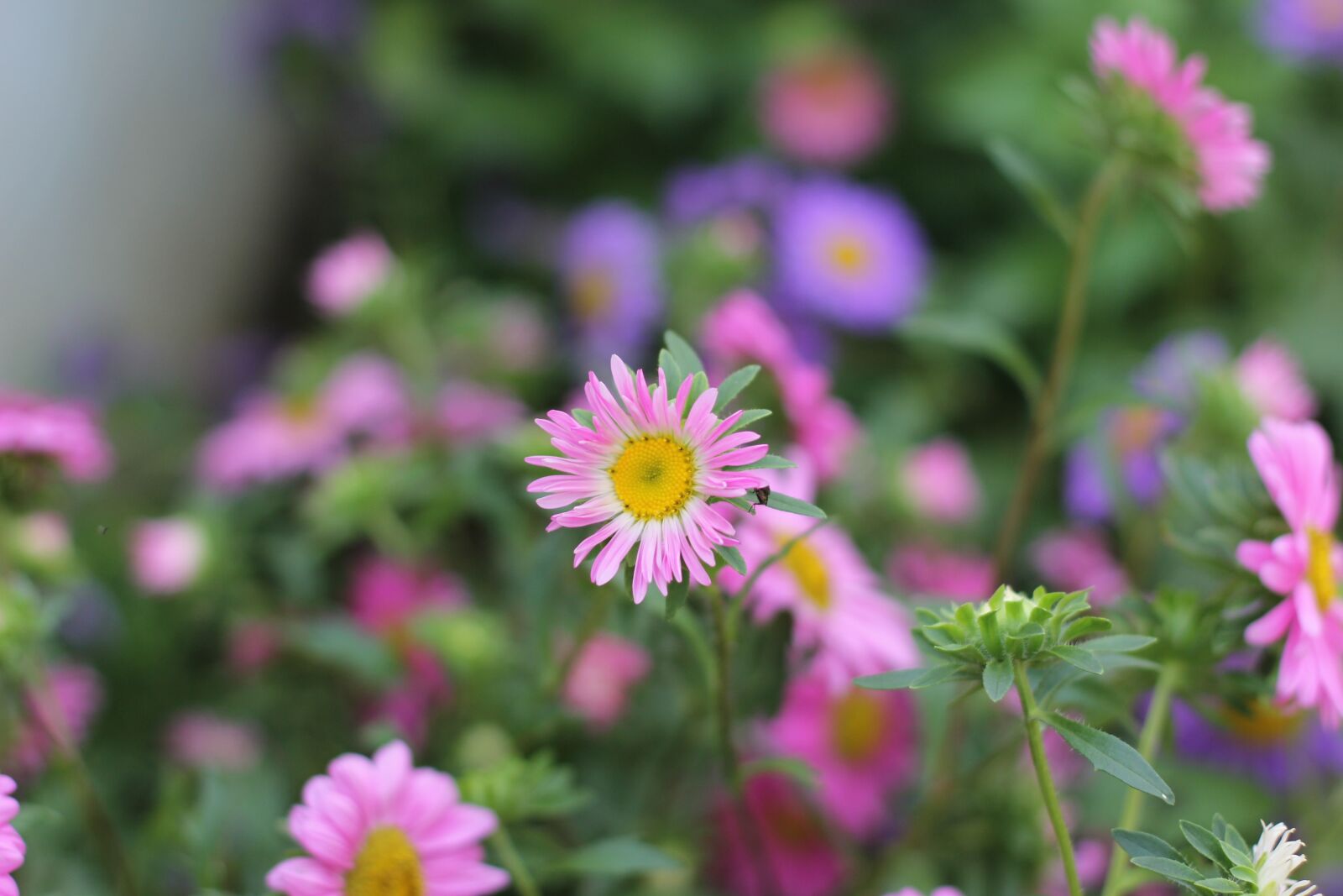 Canon EOS 60D + Canon EF 50mm F1.4 USM sample photo. Flowers, pink flowers, bloom photography