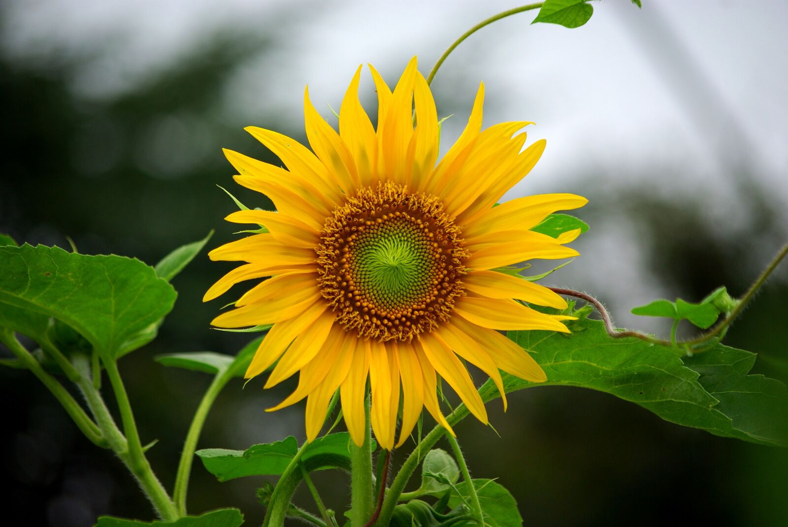Samsung GX-10 sample photo. Sunflower, flowers, nature photography