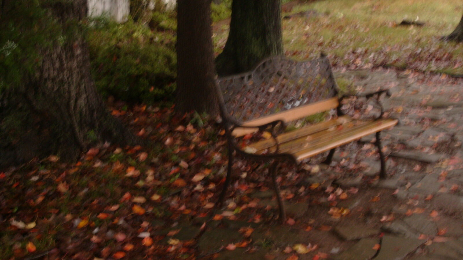 Samsung KENOX S730  / Samsung S730 sample photo. Autumn, colours, fallen, leaves photography