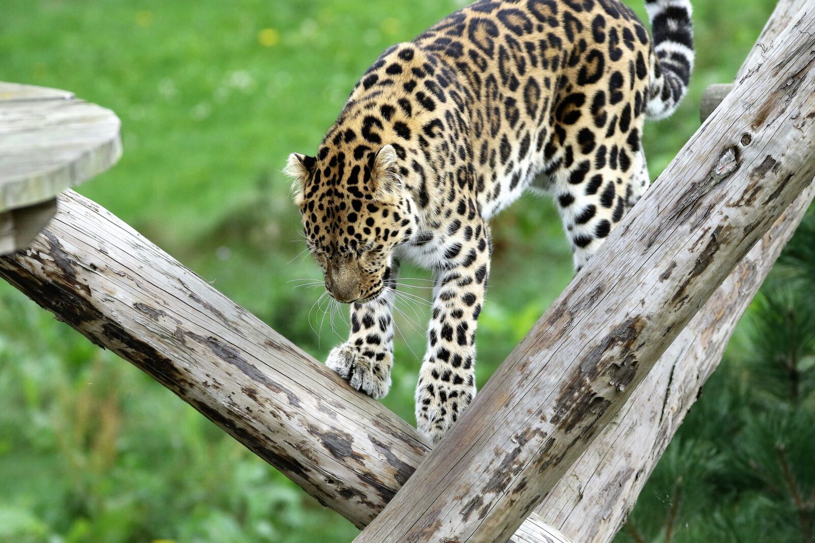 Canon EOS 7D Mark II sample photo. Leopard, spotted, cat photography