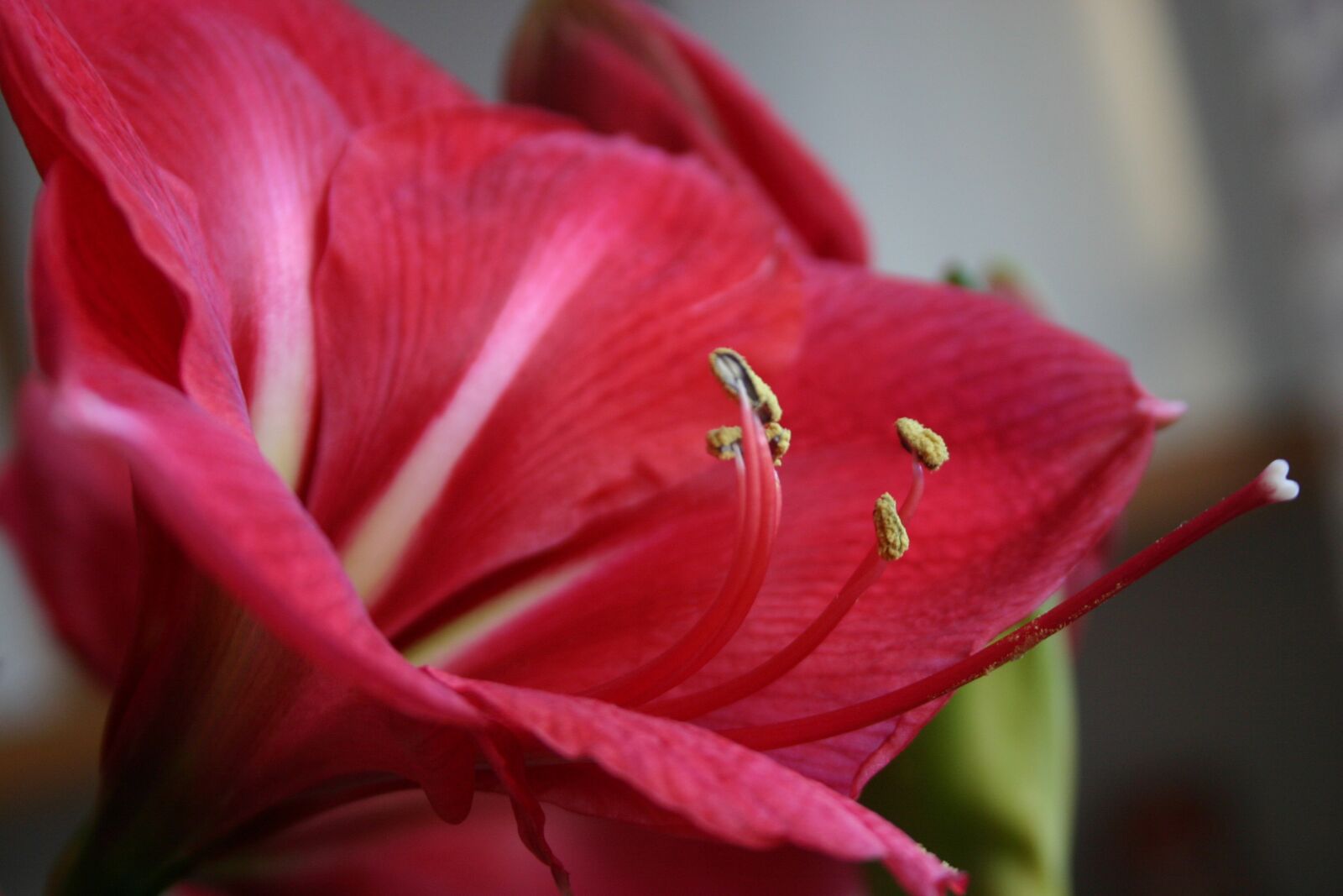 Canon EOS 300D (EOS Digital Rebel / EOS Kiss Digital) sample photo. Amaryllis, flower, red flower photography