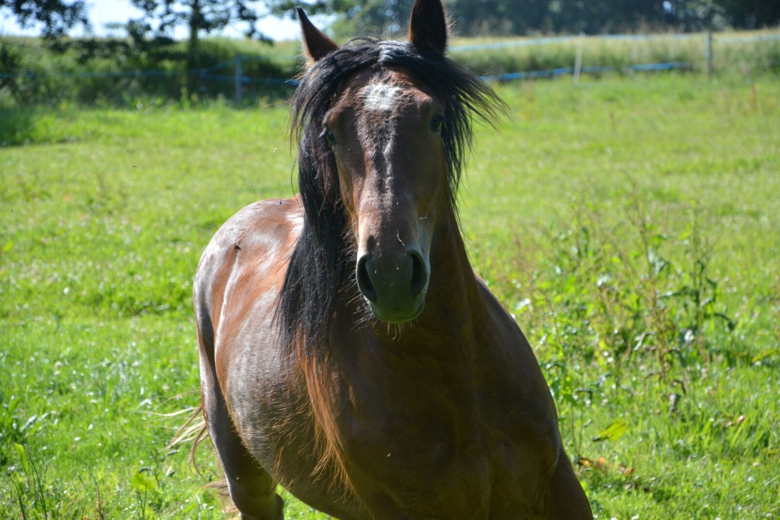 Nikon D5200 sample photo. Horse, run, head photography
