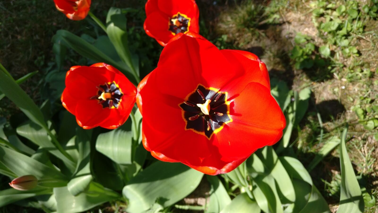 OnePlus A3003 sample photo. Tulip, flower, tulips photography