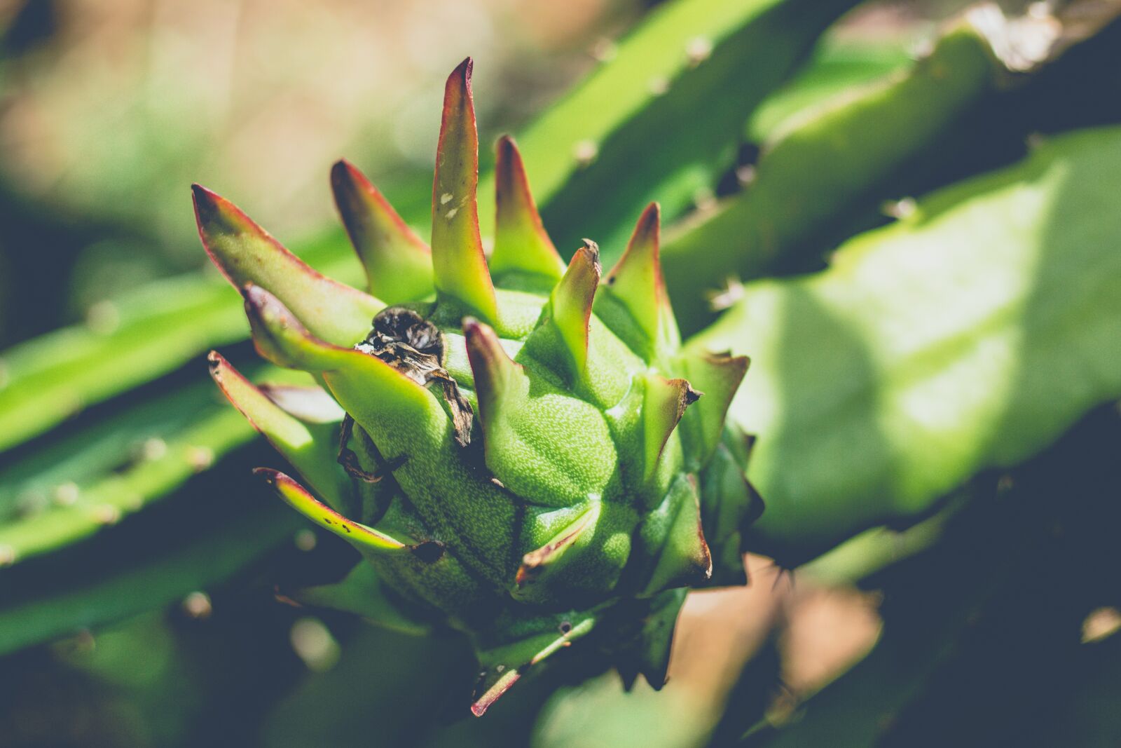 Canon EOS 700D (EOS Rebel T5i / EOS Kiss X7i) + Canon EF 50mm F1.8 STM sample photo. Thorns, dragon fruit, fruit photography