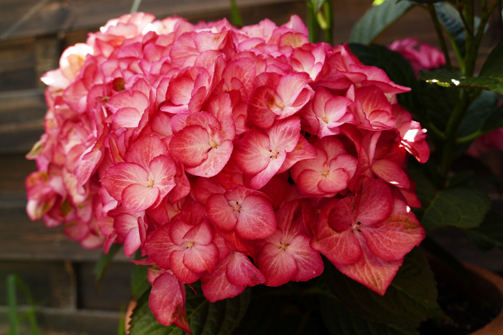 Panasonic Lumix DMC-FZ1000 sample photo. Hotensien, flowers, red photography