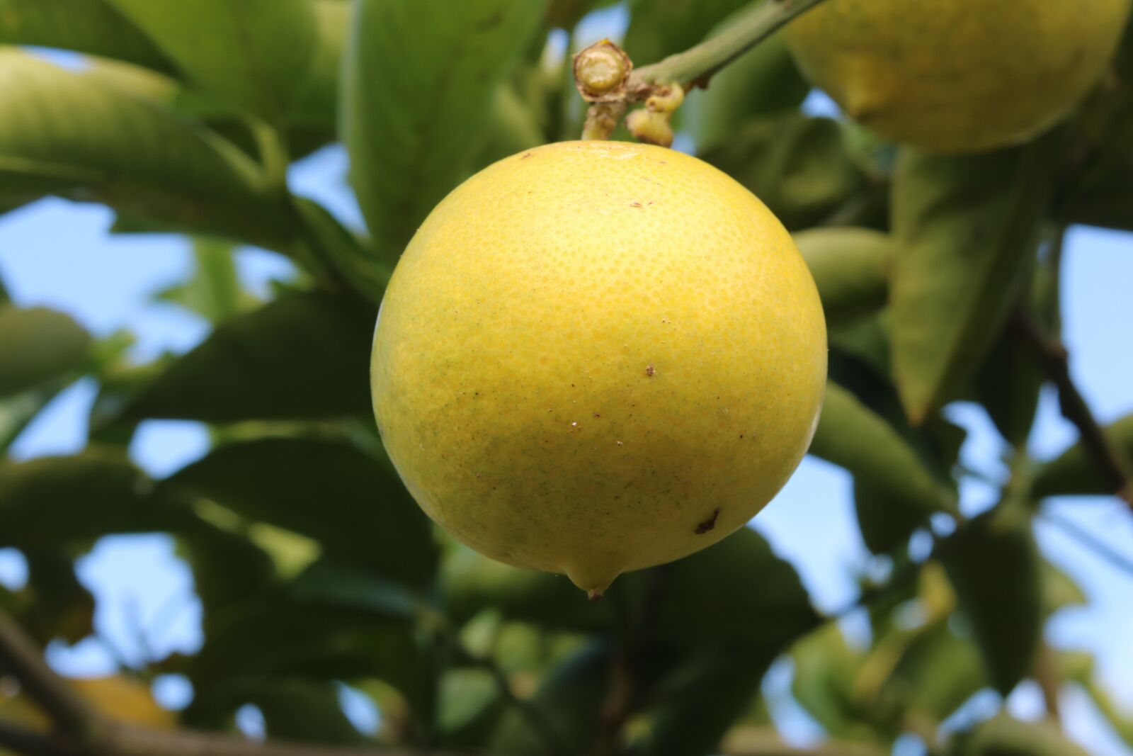 Canon EOS 750D (EOS Rebel T6i / EOS Kiss X8i) sample photo. Plant, lemon, nature photography
