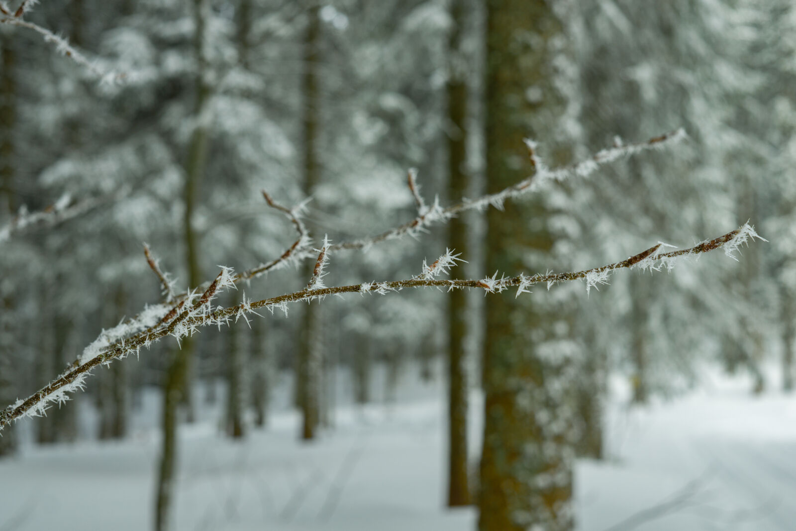 Sony a6000 + Sigma 30mm F2.8 EX DN sample photo. Branch, close, up, cold photography