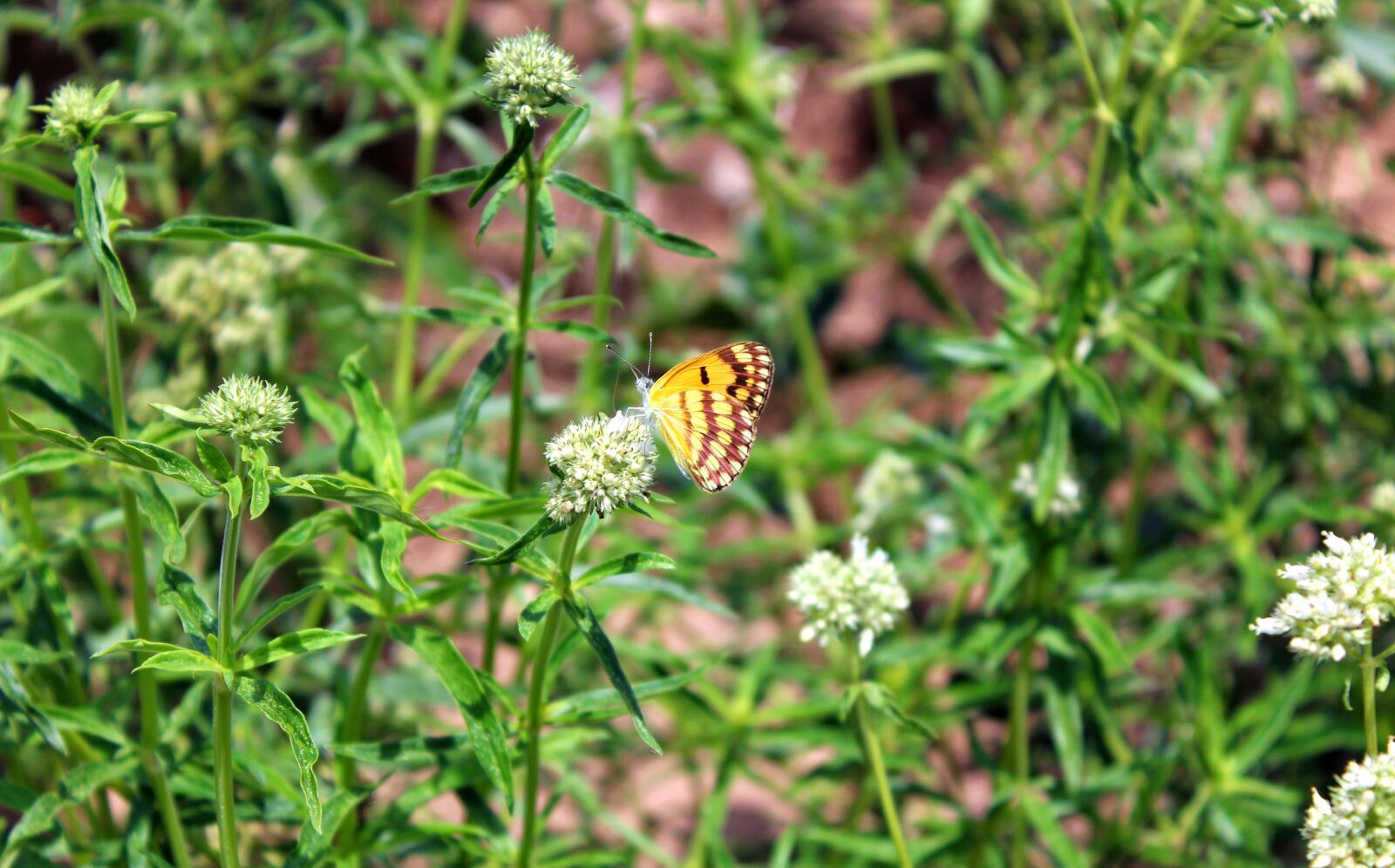 Canon EOS 1200D (EOS Rebel T5 / EOS Kiss X70 / EOS Hi) sample photo. Butterfly, insect, nature photography