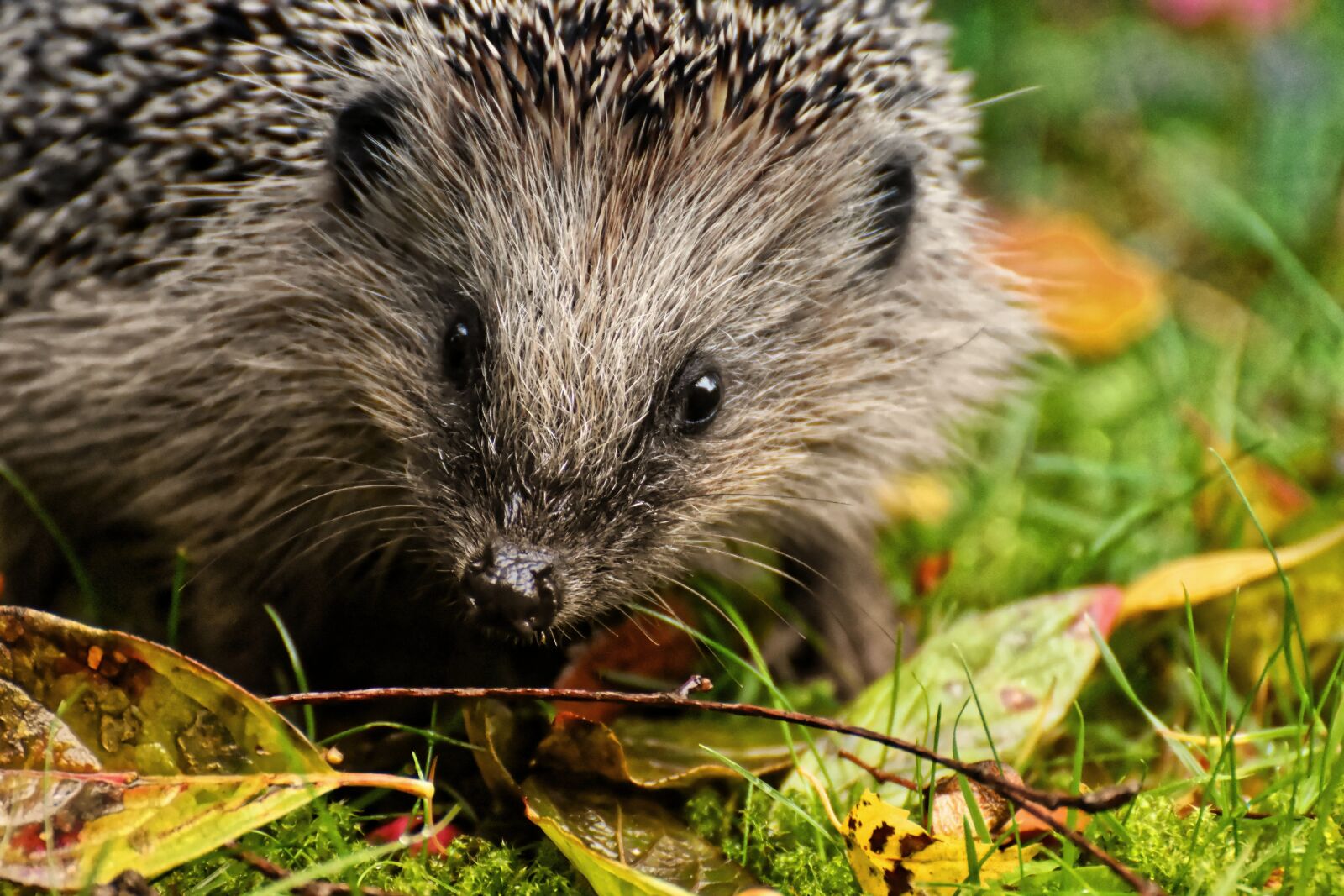 Nikon D7200 sample photo. Hedgehog, animal, spur photography