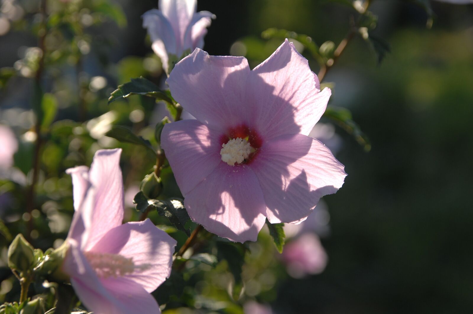 Nikon D2Xs sample photo. Rose of sharon, flowers photography