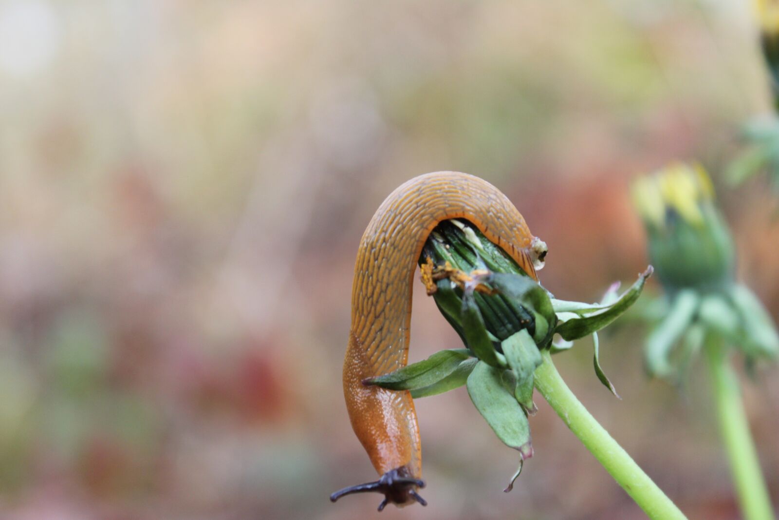 Canon EOS 500D (EOS Rebel T1i / EOS Kiss X3) sample photo. Slug, nature, animals photography
