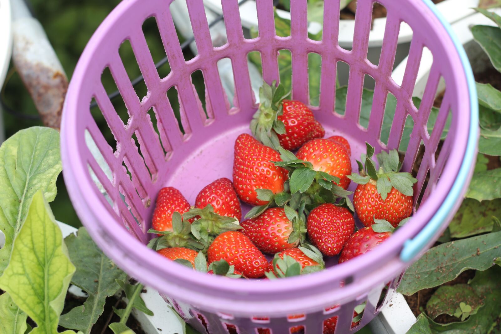 Canon EOS 60D + Canon EF 50mm F1.8 II sample photo. Strawberry, basket, red photography