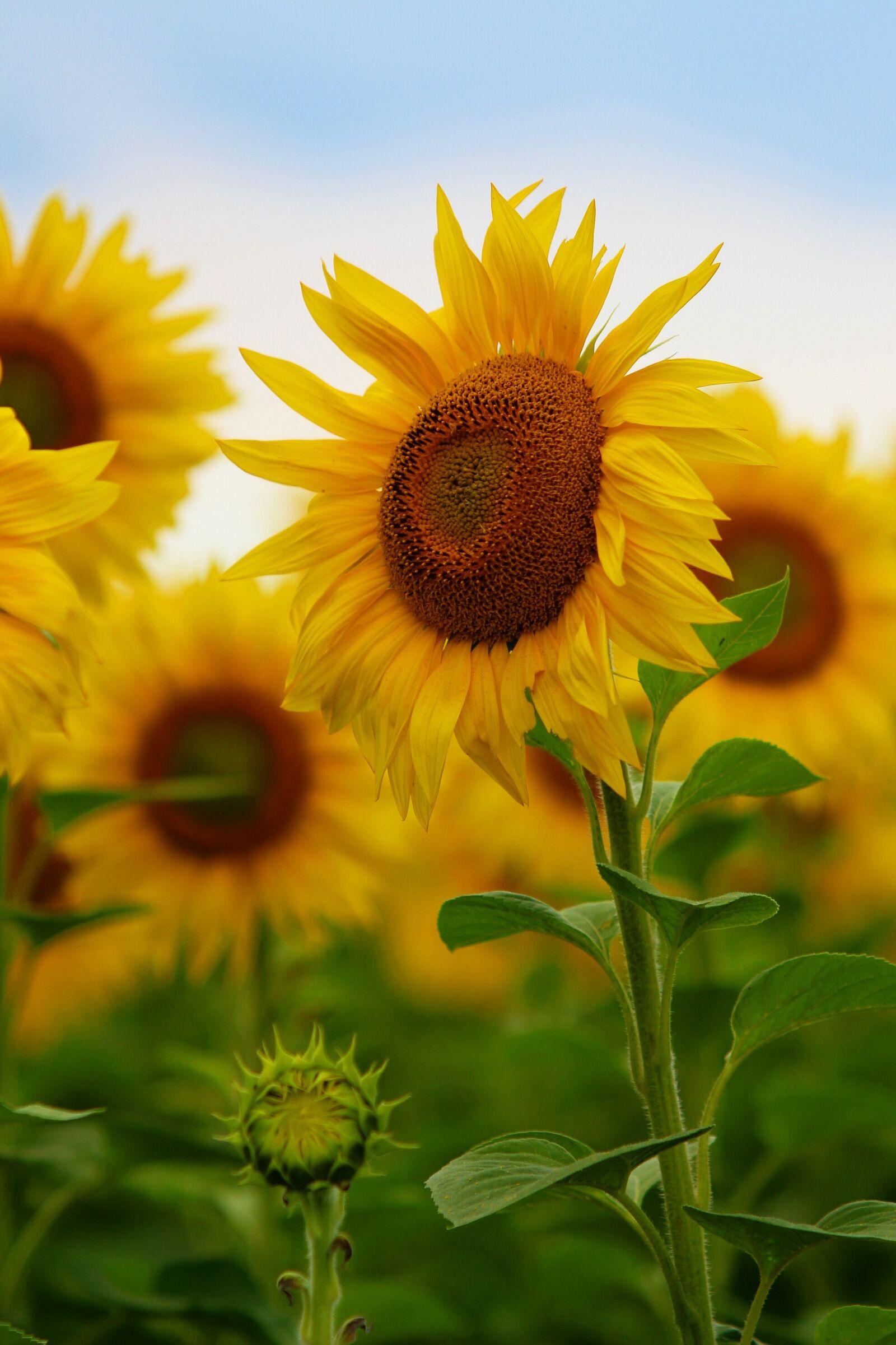 Canon EOS 700D (EOS Rebel T5i / EOS Kiss X7i) sample photo. Sunflower, flower, nature photography