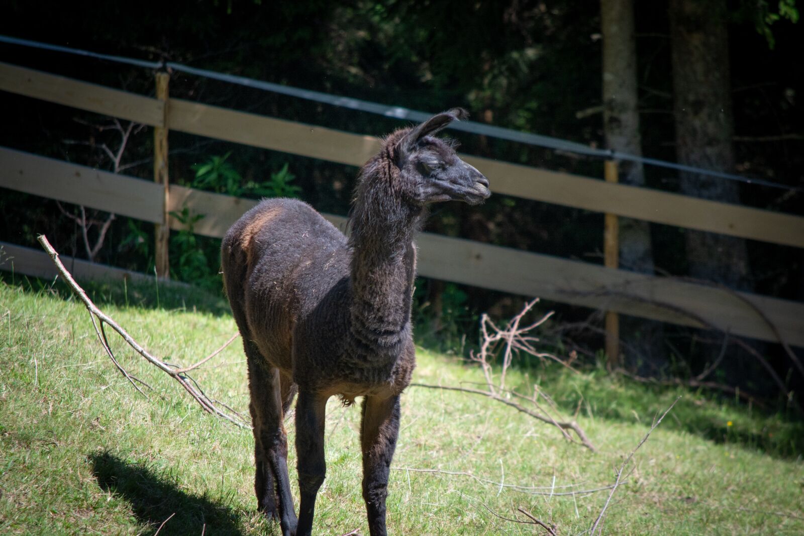 Nikon D7100 sample photo. Lama, brown, coupling photography