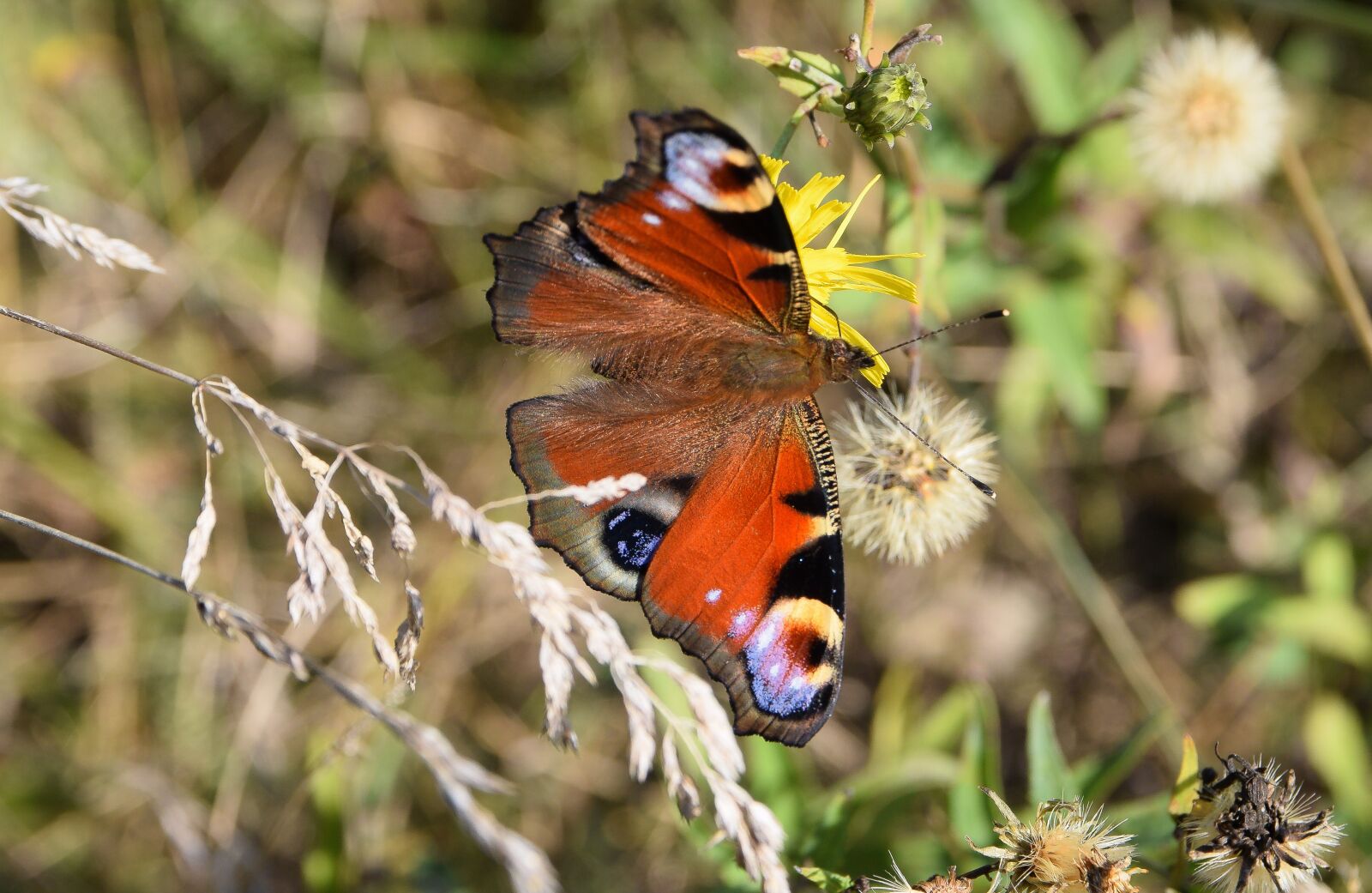 Nikon D5300 sample photo. Butterfly, insects, meadow photography