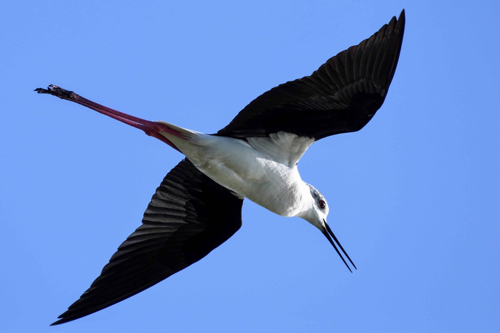 Nikon D500 sample photo. Wildlife, flight, blue sky photography