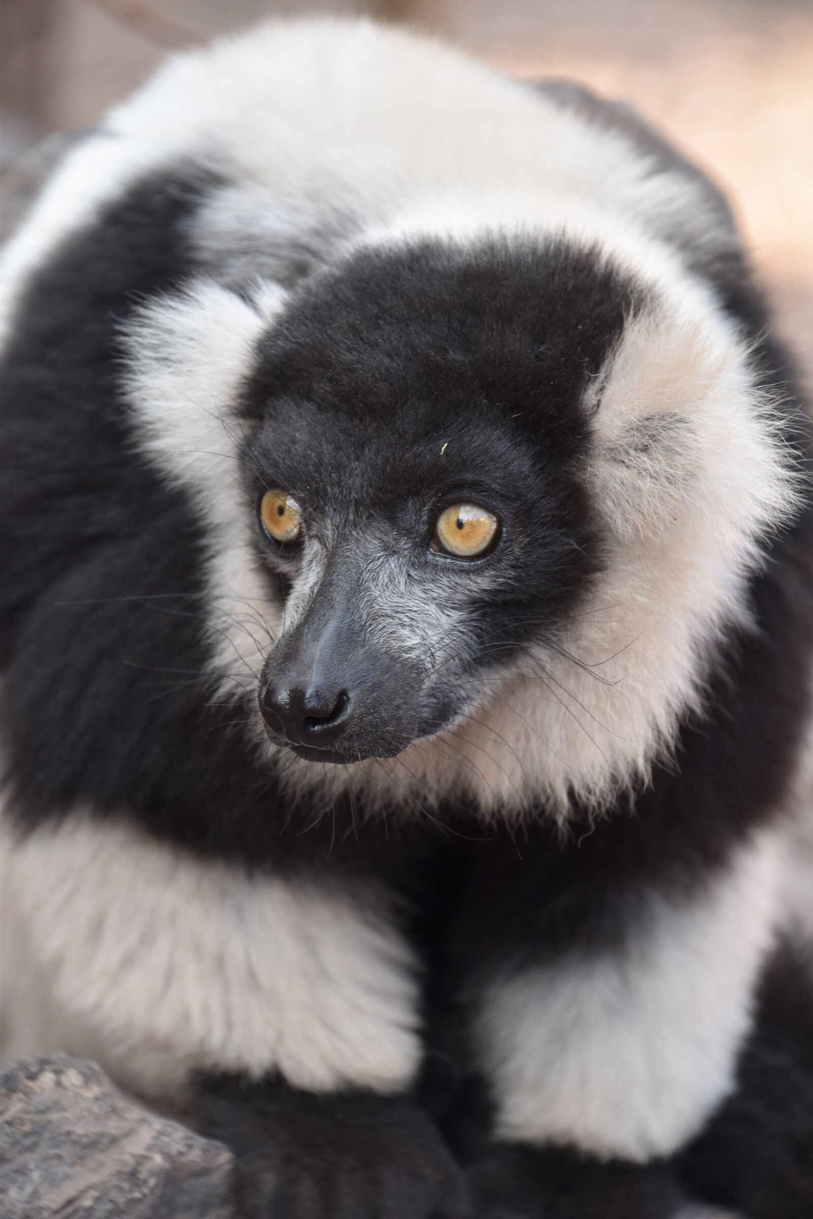 Nikon D5600 sample photo. Lemur, nature, wild photography