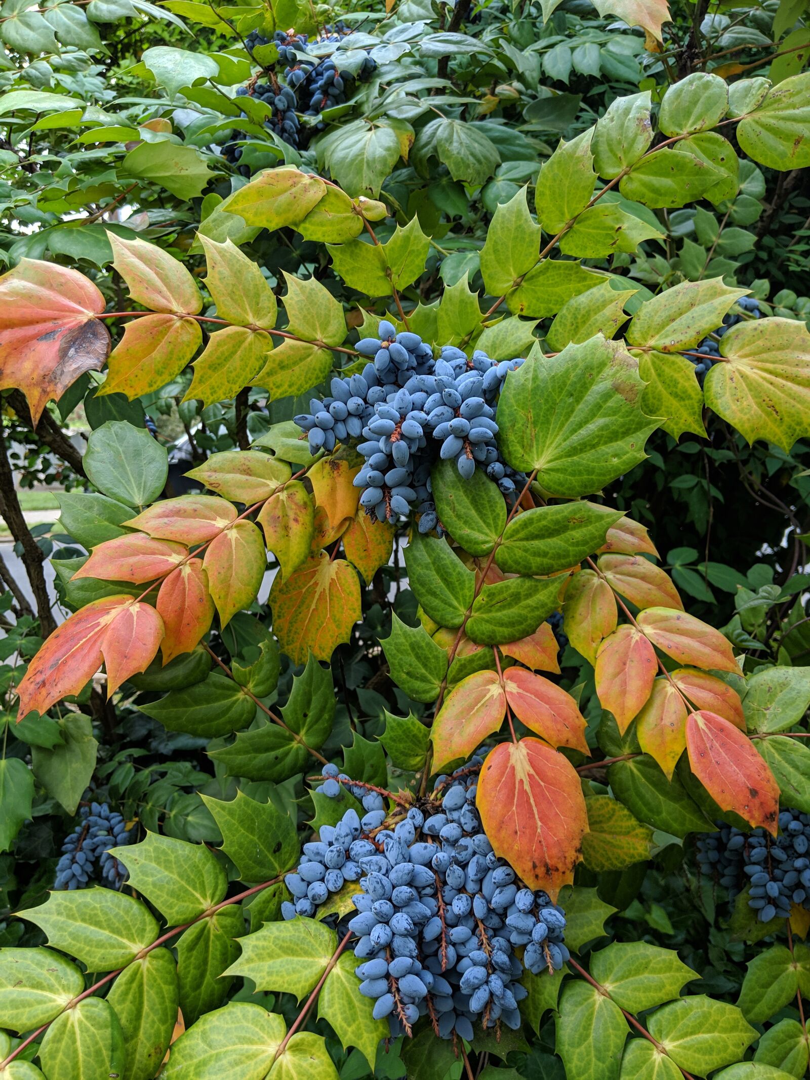 Google Pixel 3 XL sample photo. Unique, berries, plant photography