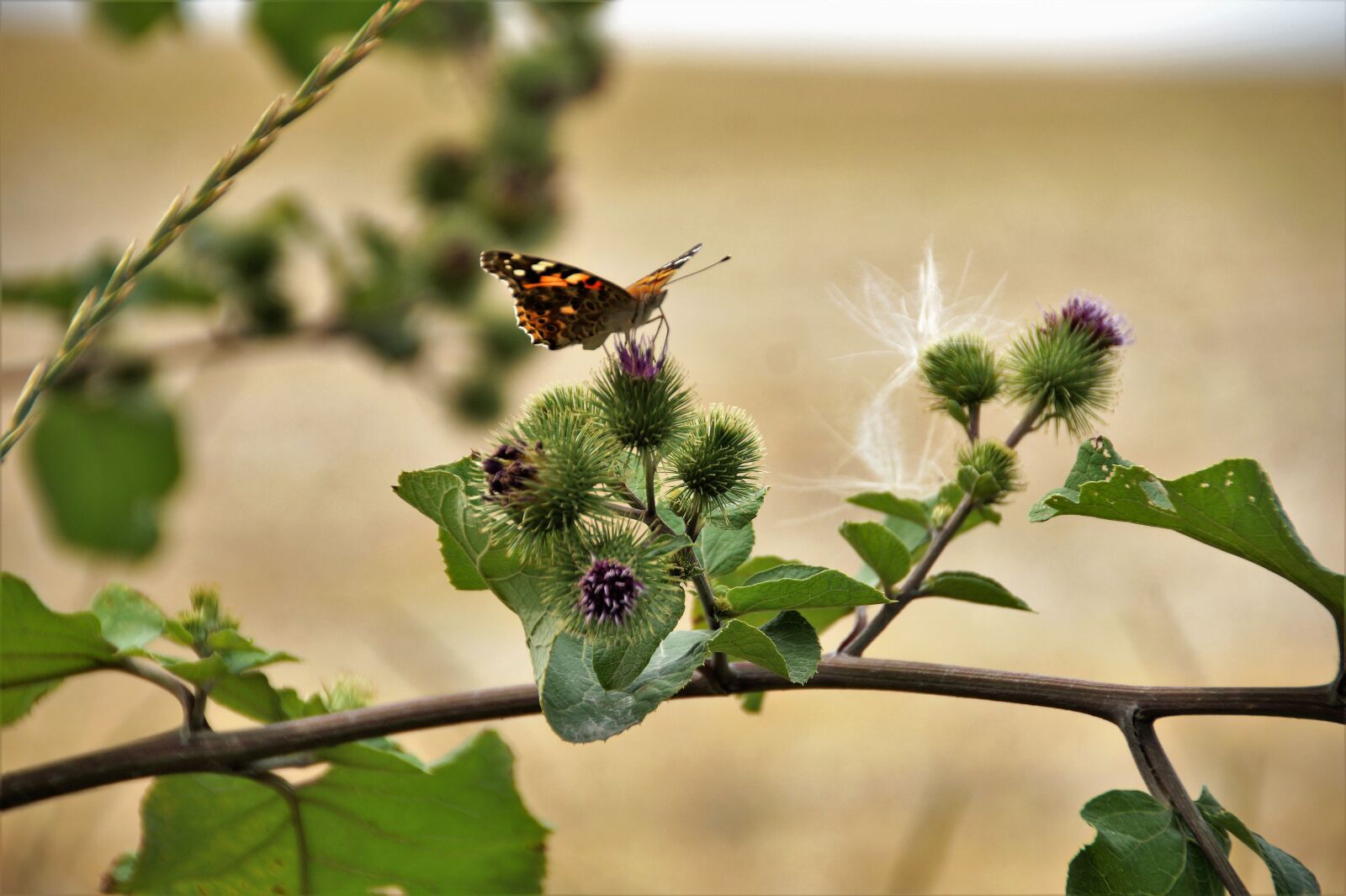 Sony SLT-A58 sample photo. Thistle, prickly, summer photography