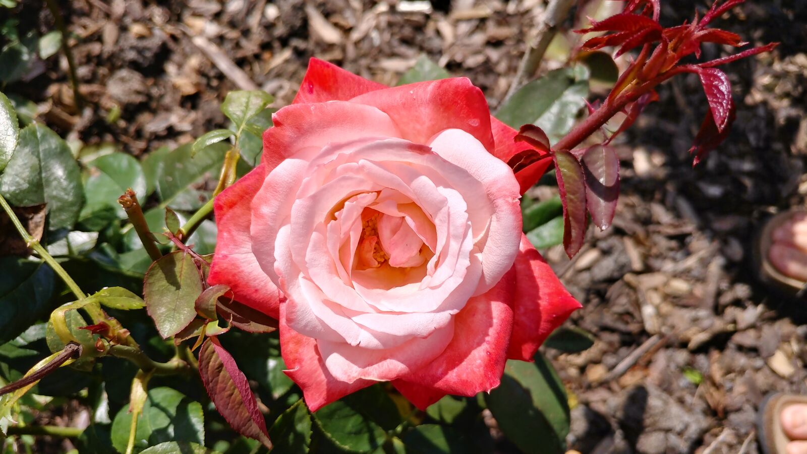 LG V20 sample photo. No filter, rose, flowers photography