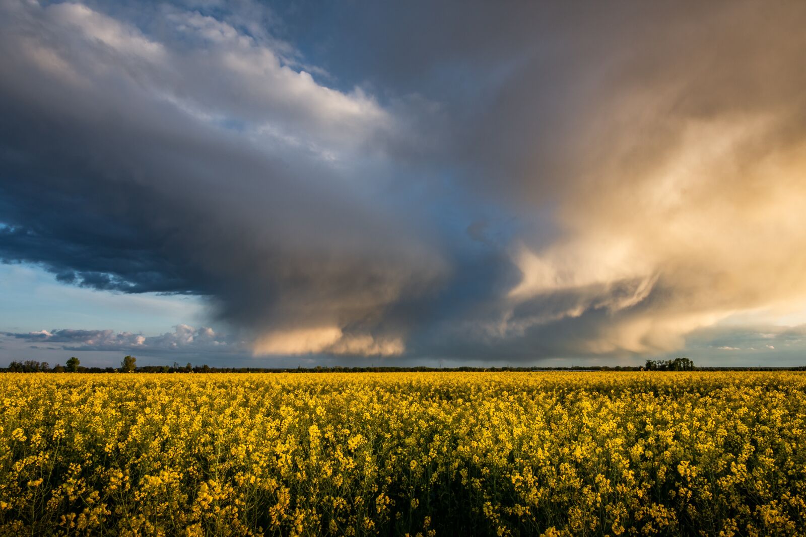 Nikon D7200 sample photo. Thunderstorm, oilseed rape, storm photography