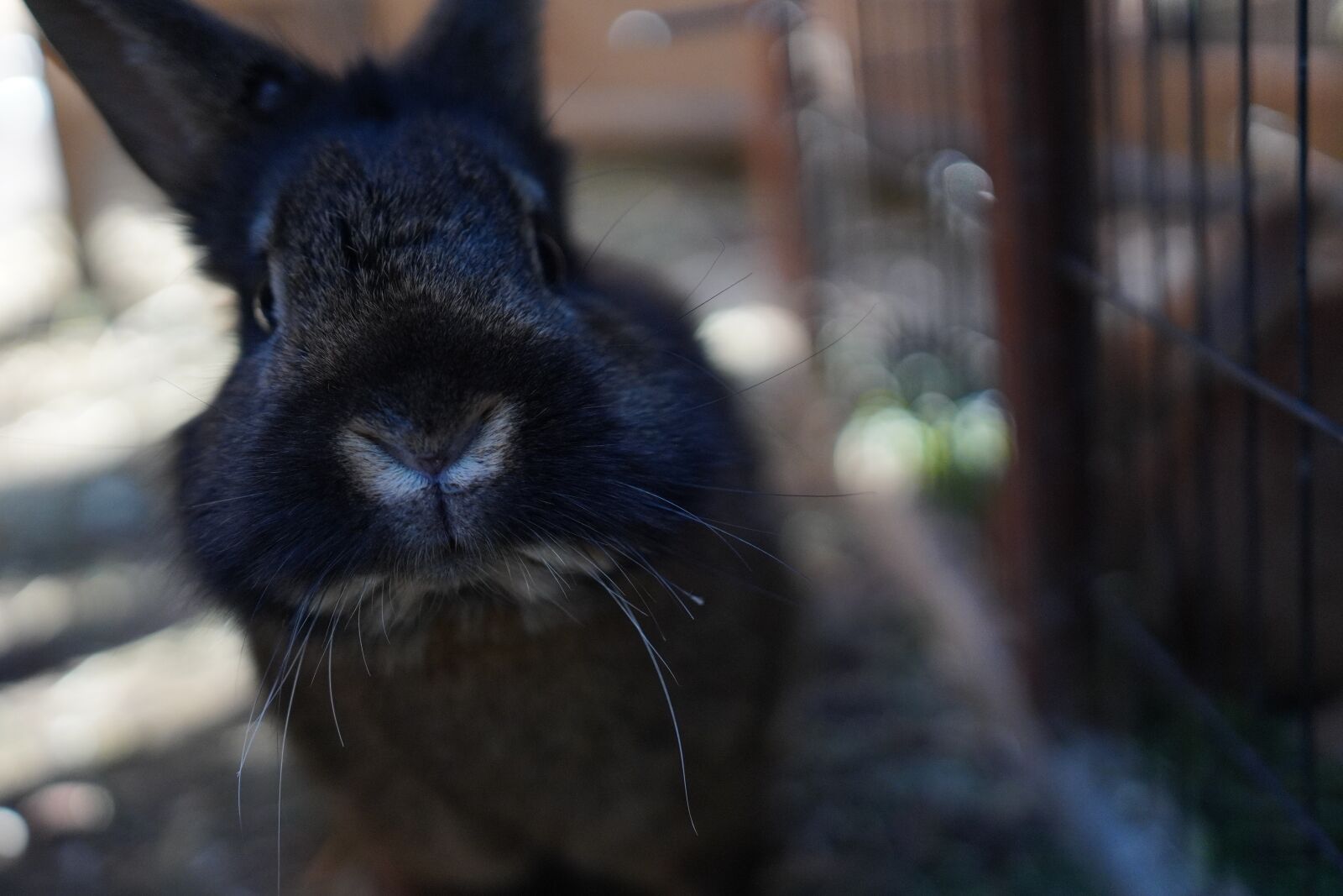 Canon 18-35mm F1.8 DC HSM | Art 013 sample photo. Hare, nose, sweet photography