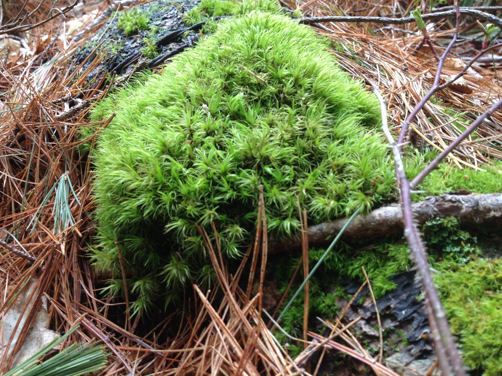 iPhone 4S back camera 4.28mm f/2.4 sample photo. Close, up, green, moss photography