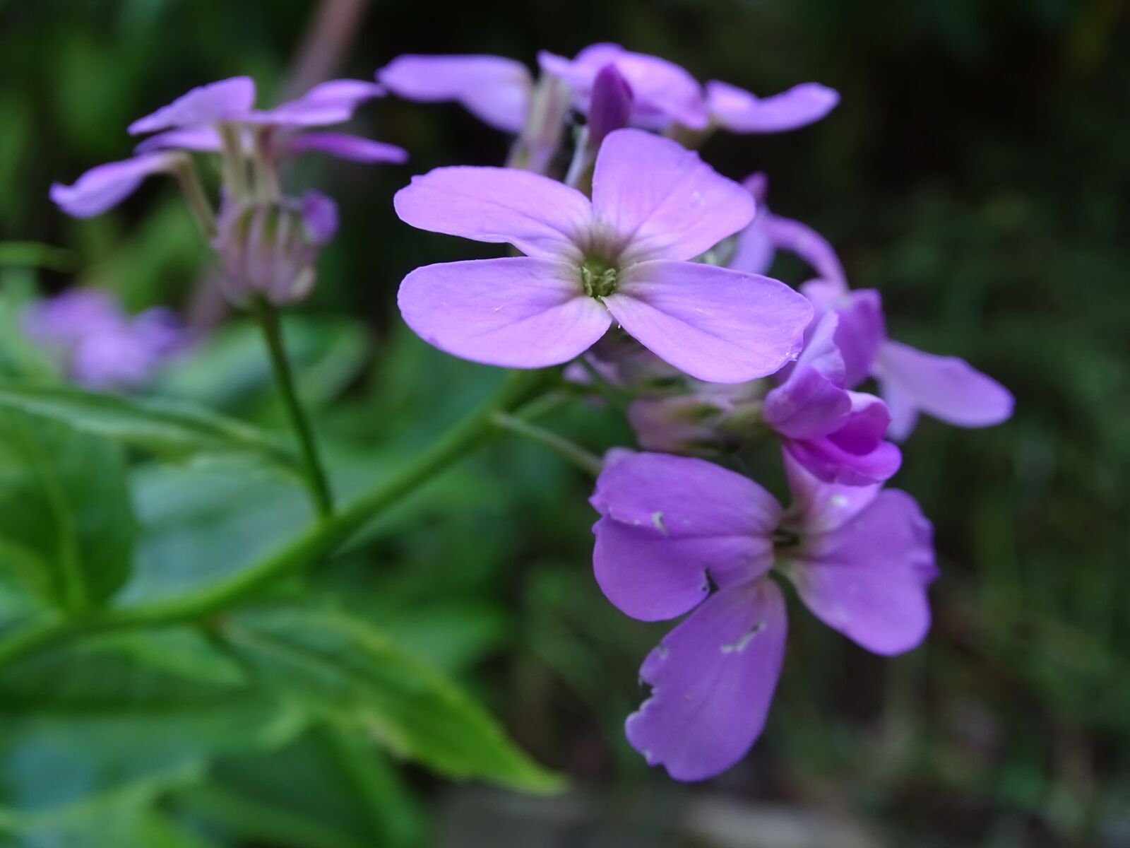 Sony Cyber-shot DSC-HX400V sample photo. Gilliflower, hespersis, delicate flower photography