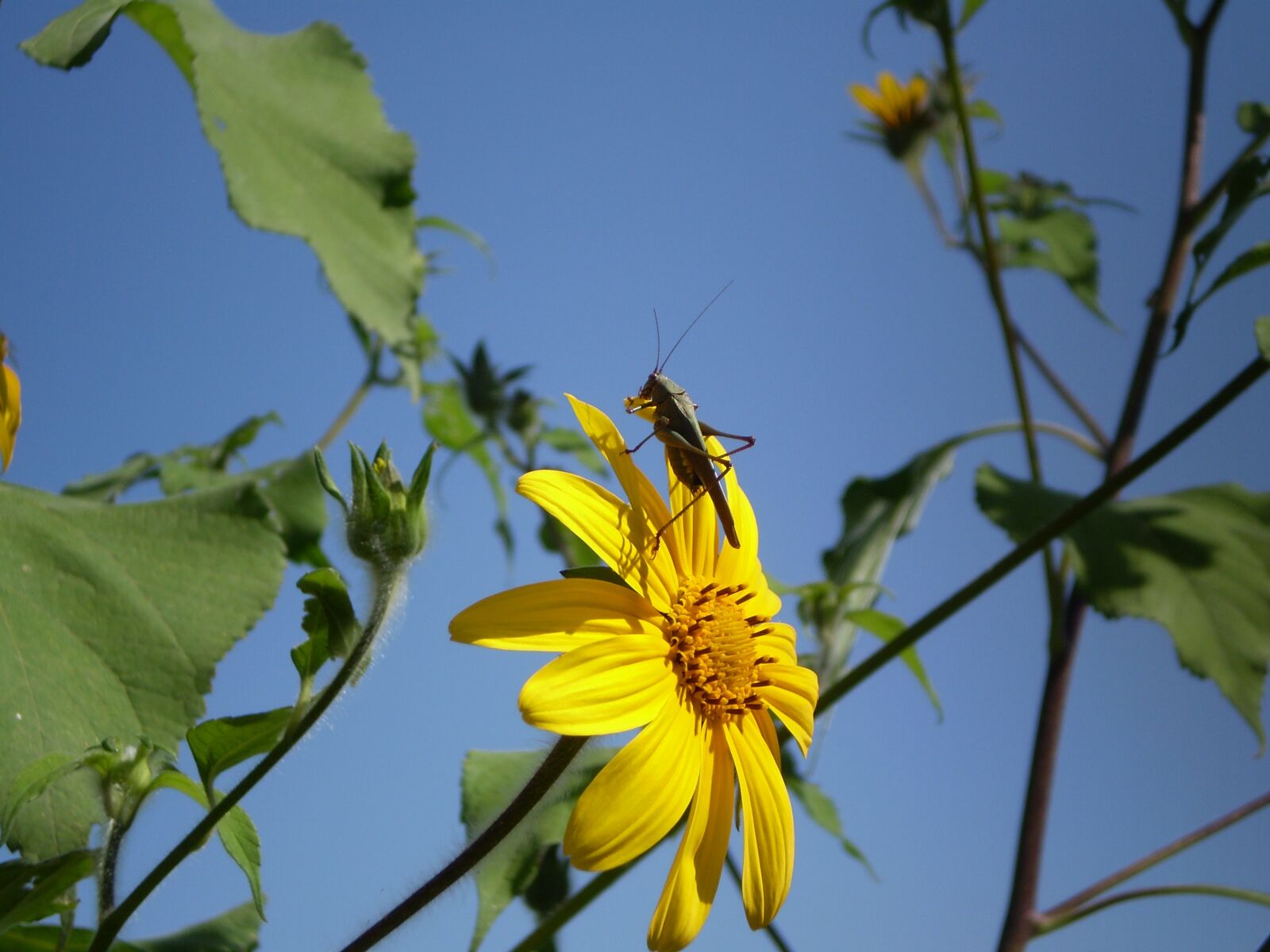 Olympus FE210,X775 sample photo. Flower, yellow, lobster photography