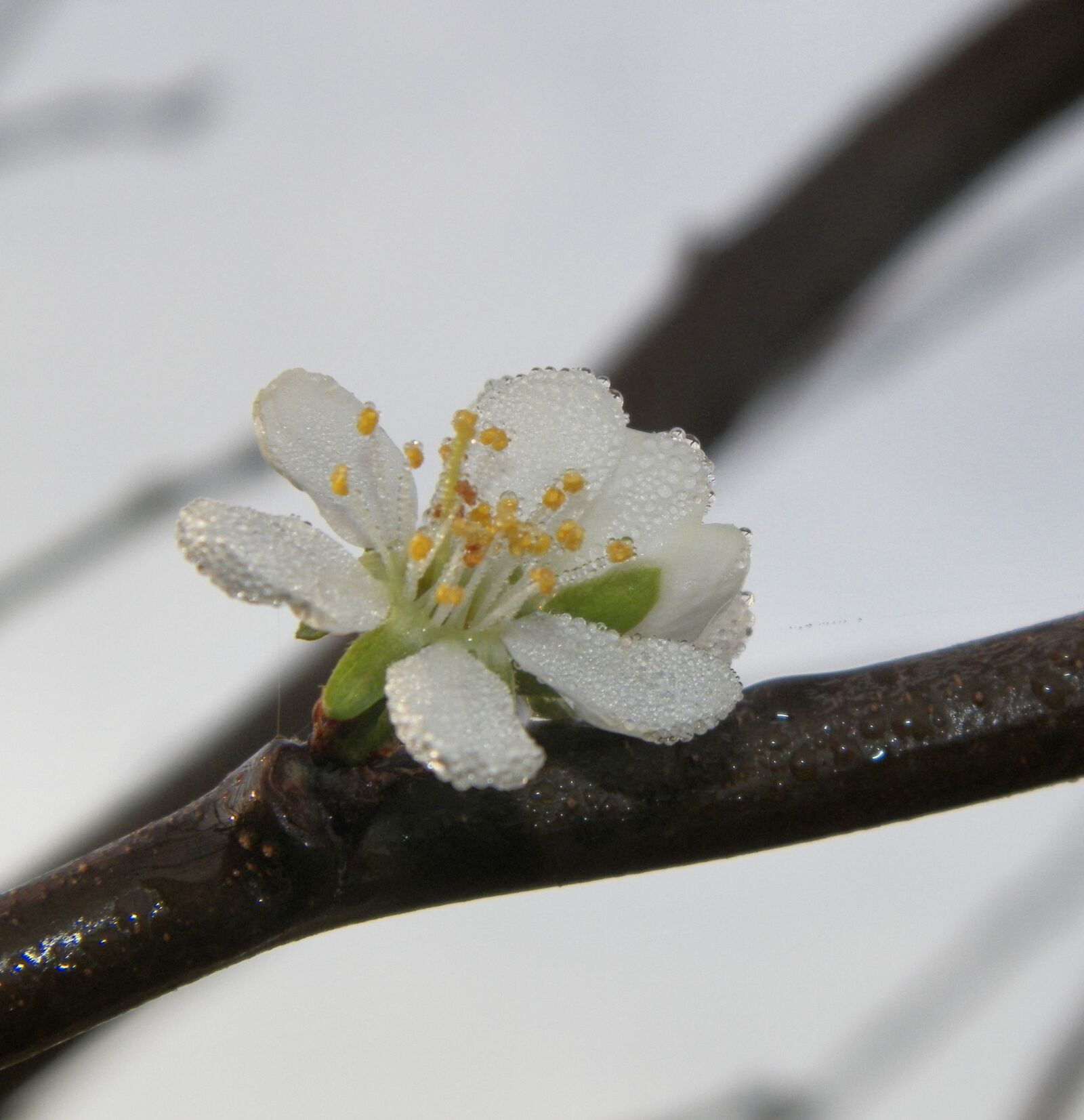 Kodak EASYSHARE Z5010 DIGITAL CAMERA sample photo. Dew, blossom, nature photography