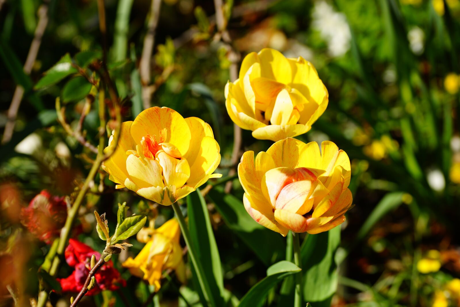 105mm F2.8 sample photo. Tulips, yellow, flowers photography