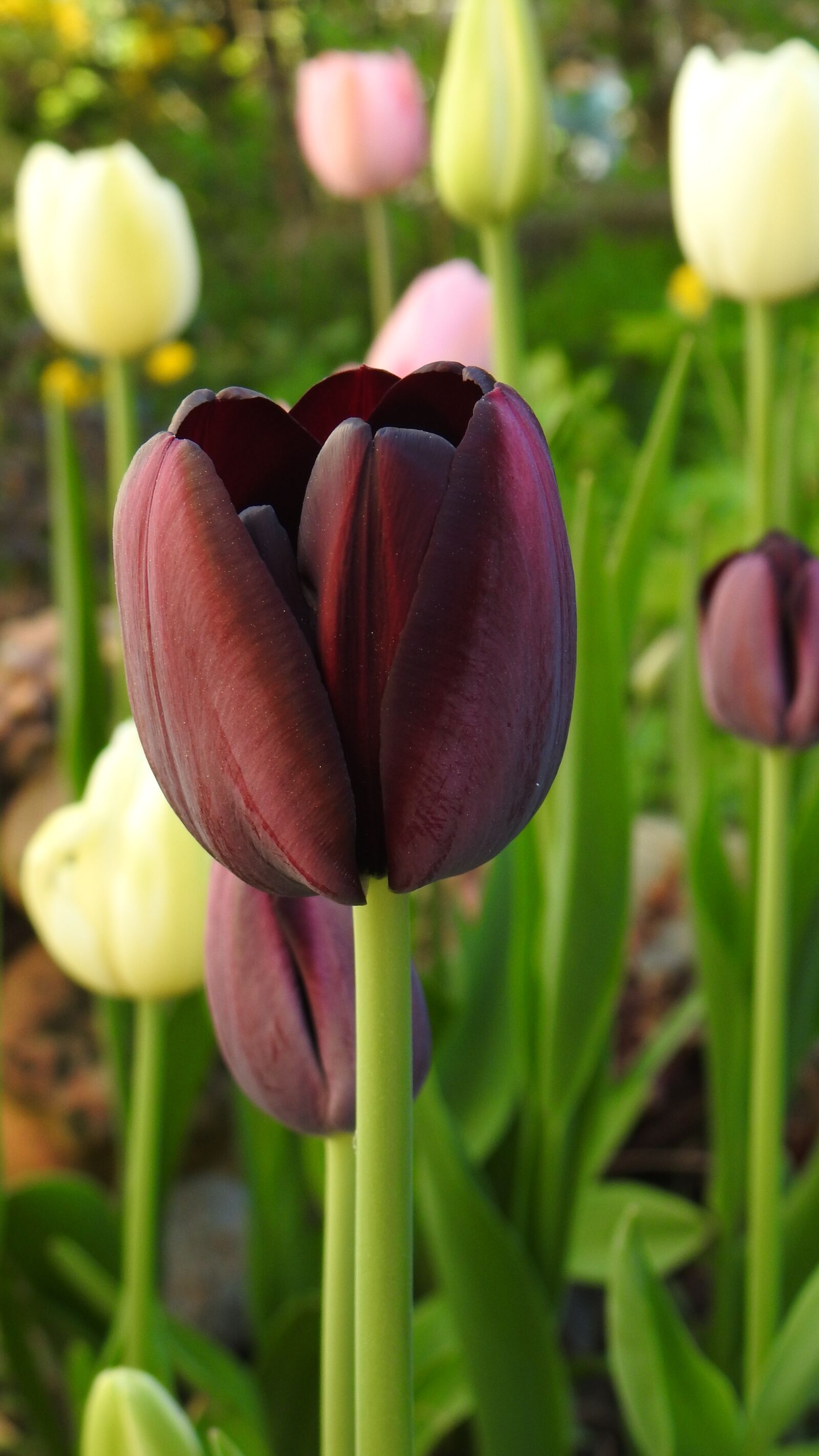 Nikon Coolpix P900 sample photo. Tulips, may, spring photography
