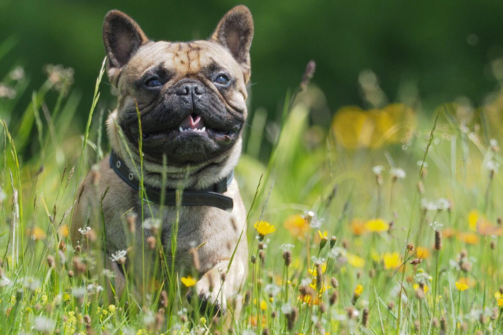 Olympus OM-D E-M5 II + M.300mm F4.0 + MC-14 sample photo. Dog, bulldog, flower meadow photography