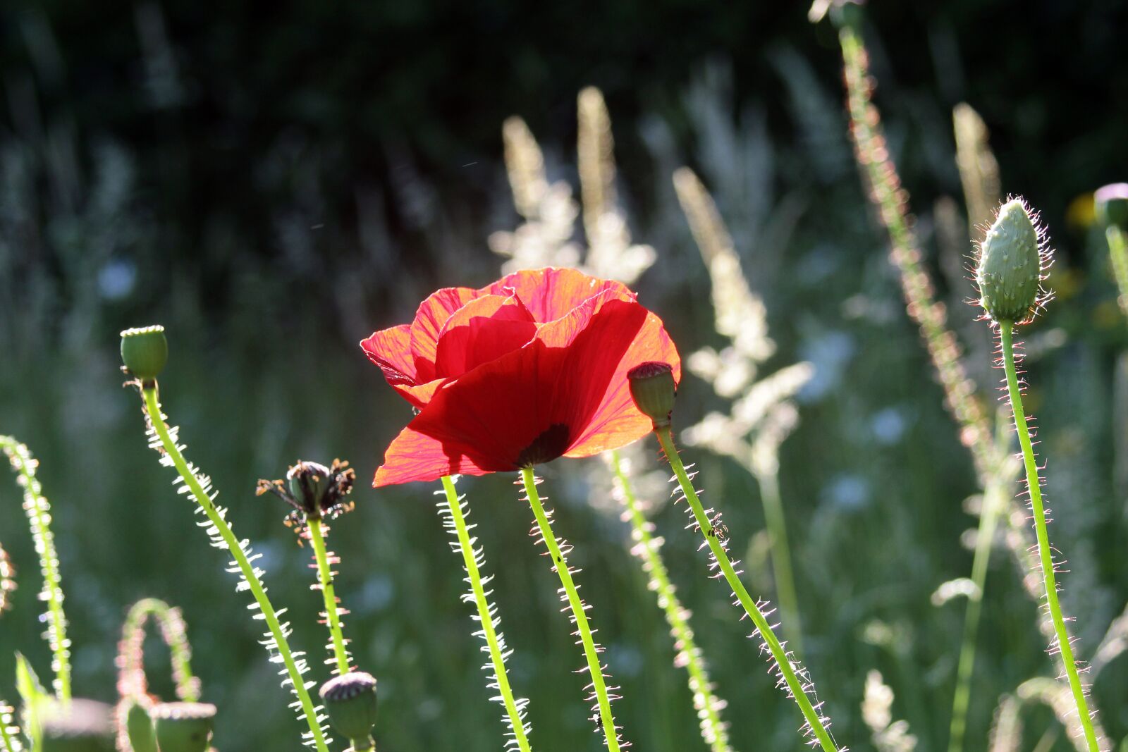 EF35-80mm f/4-5.6 sample photo. Poppy, red, klatschmohn photography